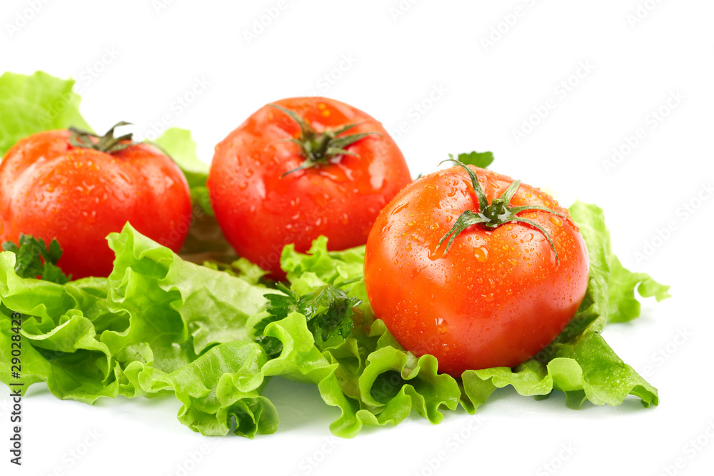 Tomatoes and lettuce on the white background Tomatoes and lettuce on the white background