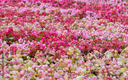 Wallpaper Mural colorful flowers Torontodigital.ca