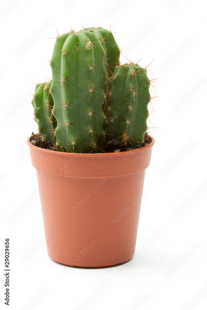 Cactus isolated on a white background with Cactus isolated on a white background with