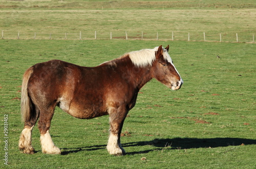 Foto Belgian Draft Horse Profile