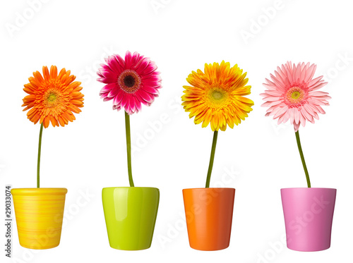 Fototapeta Naklejka Na Ścianę i Meble -  flower nature garden botany daisy bloom pot