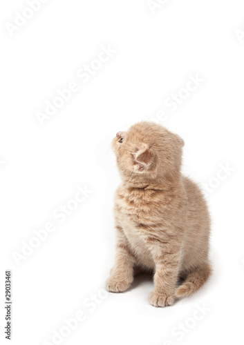 Obraz na płótnie Cat w salonie