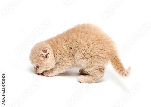 Obraz na płótnie Cat w salonie