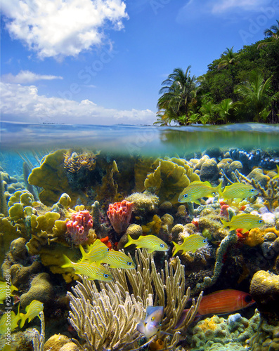 Surface and underwater scenery in the Caribbean sea with colorful marine life in a coral reef and lush tropical island shore
