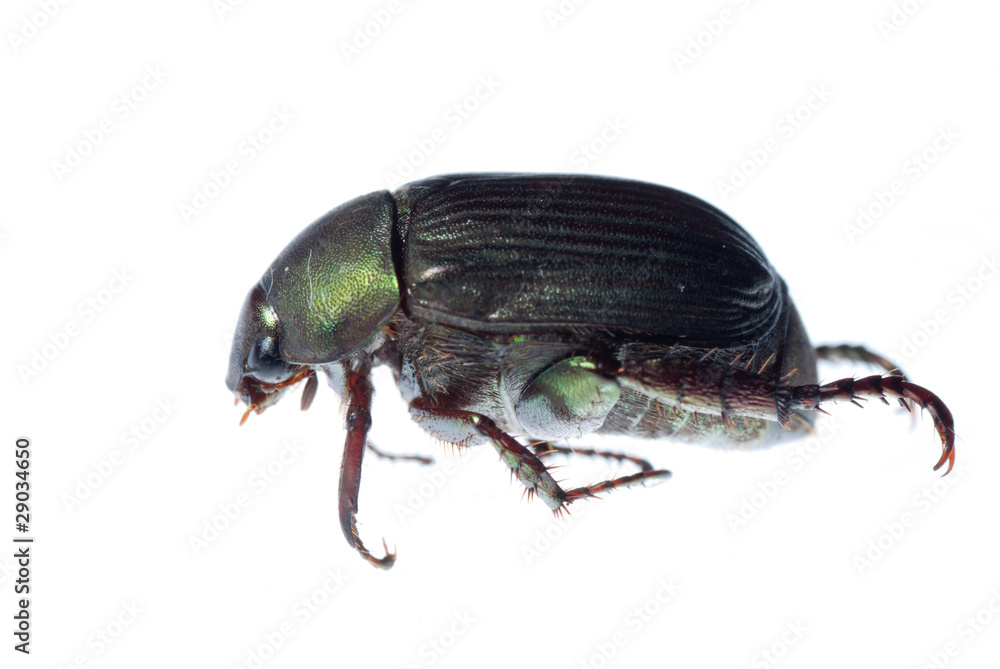scarab beetle scarab beetle