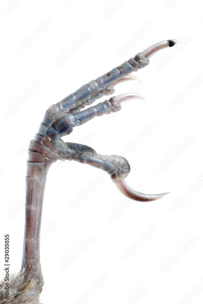 Fototapeta premium bird claw isolated