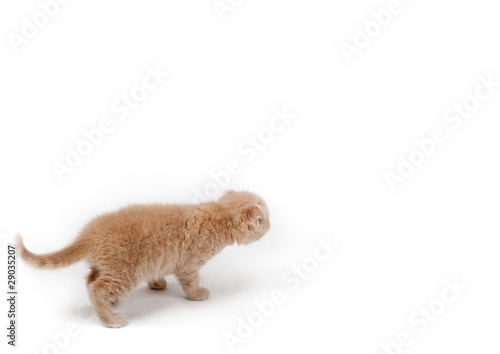 Obraz na płótnie Cat w salonie