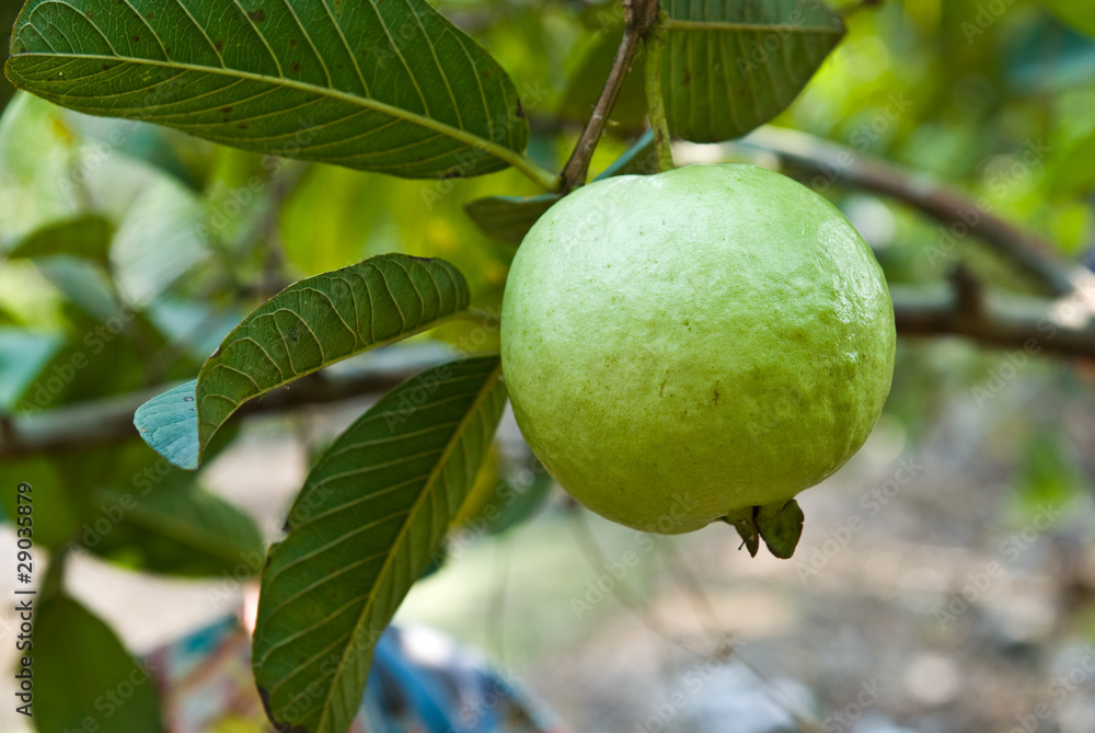 guava on tree