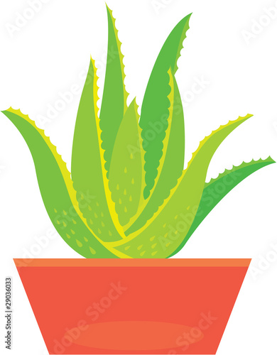 aloe vera plant