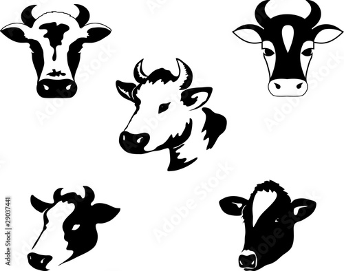 Cow