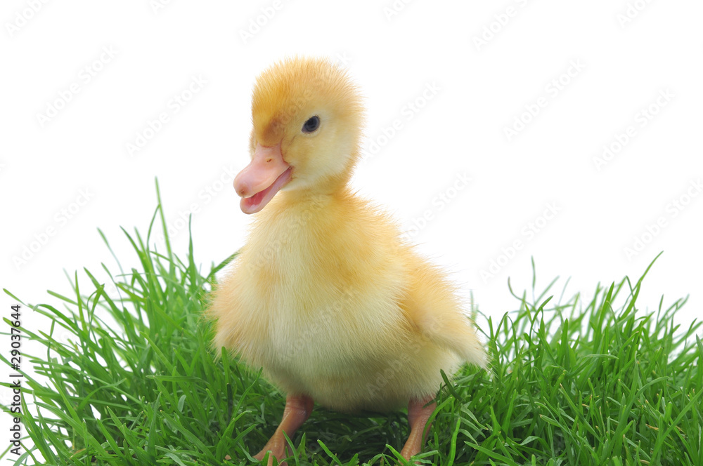 duck in grass duck in grass