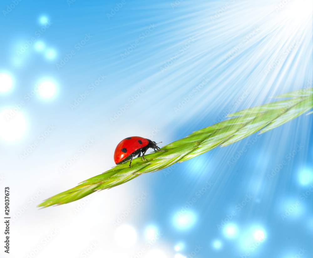 Ladybird on grass