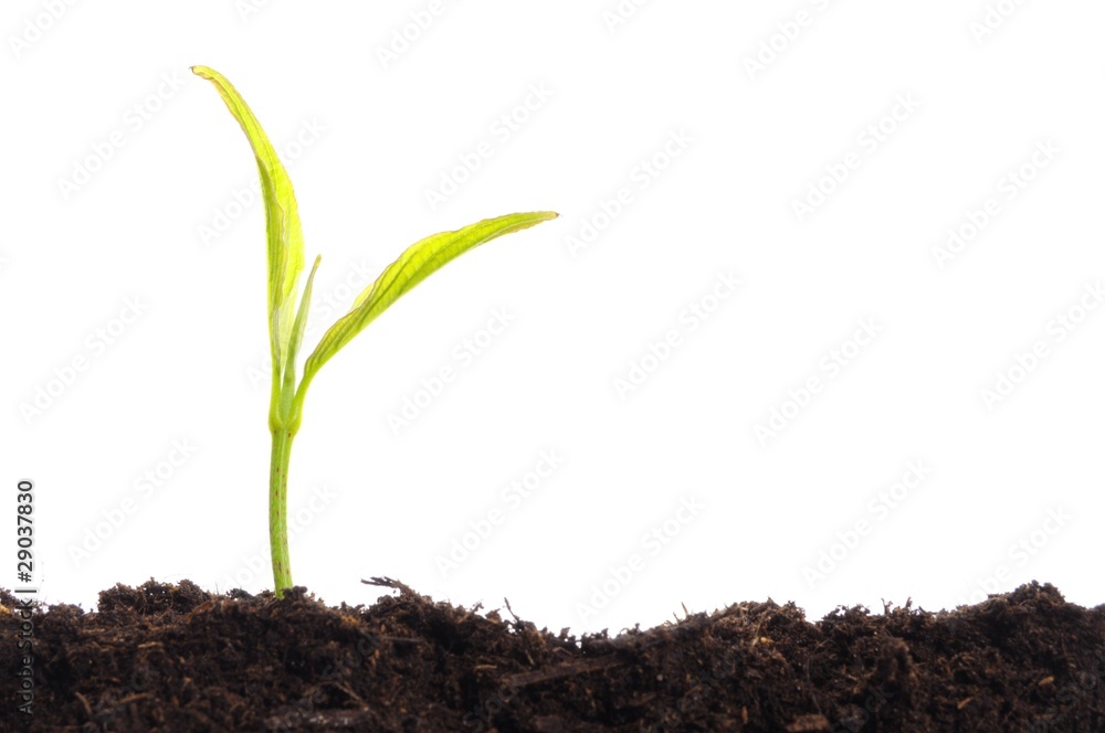 growth growth