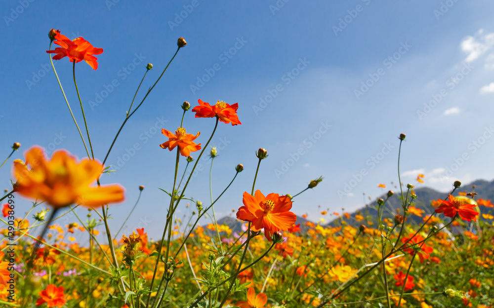 Obraz premium cosmos flower field
