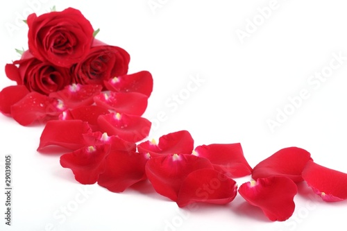 Closeup of red rose with petals