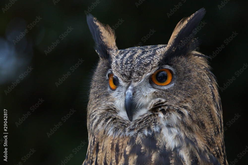 Fototapeta premium ワシミミズク