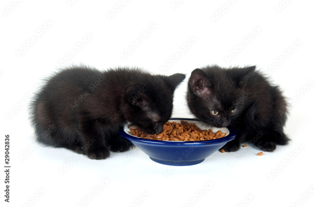 Obraz premium Two black kittens at food bowl