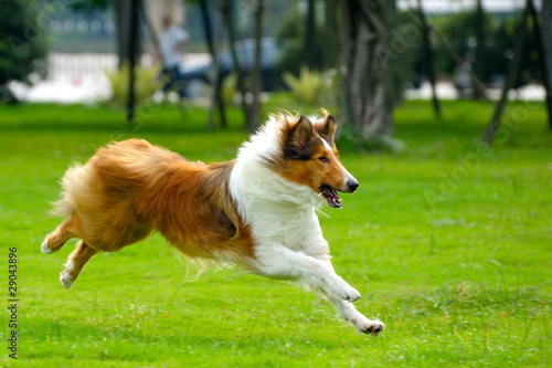 Dog running