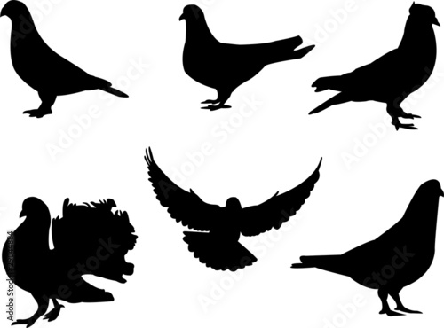 pigeon silhouette - vector