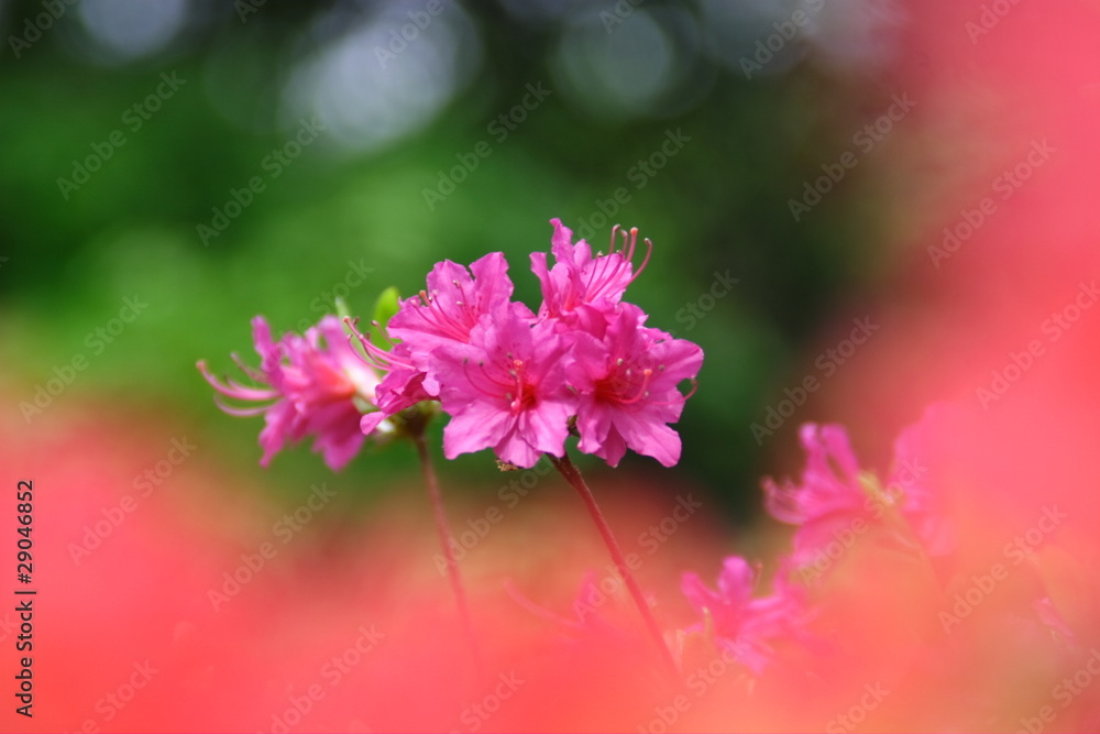 Obraz premium ツツジ