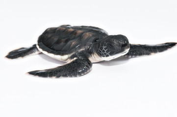 Sierkussen Schildpad Kleine zeeschildpad in ondiepe zee  © Burhan Bunardi