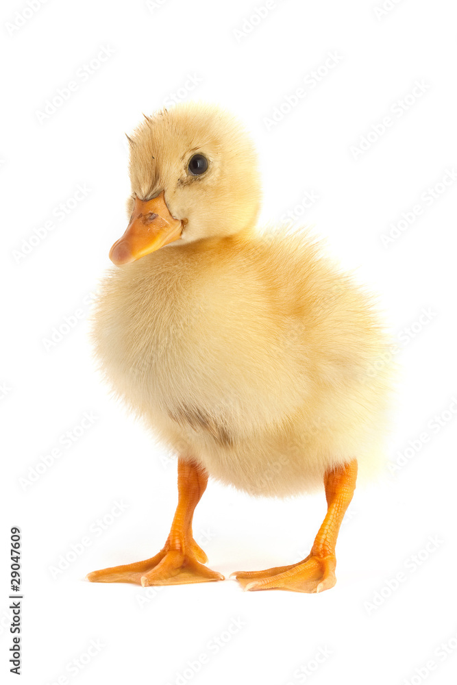 Obraz premium The small duckling