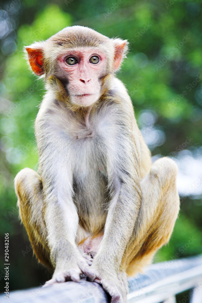 macaque macaque