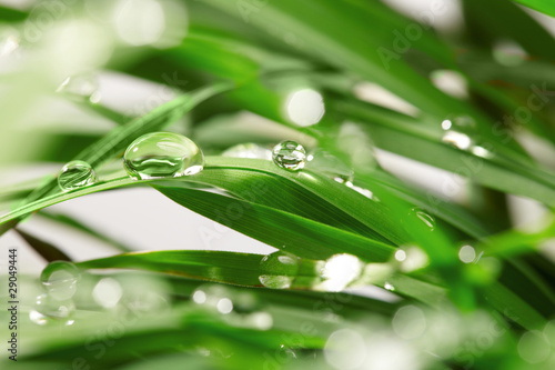 green background drops with grass