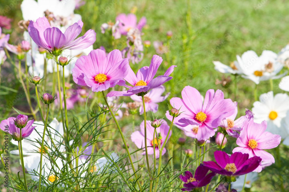 Cosmos Flowers Cosmos Flowers