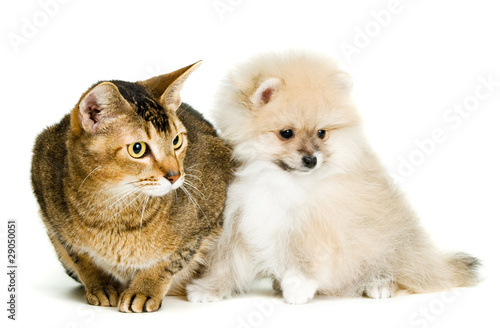 Fototapeta Naklejka Na Ścianę i Meble -  Cat and puppy