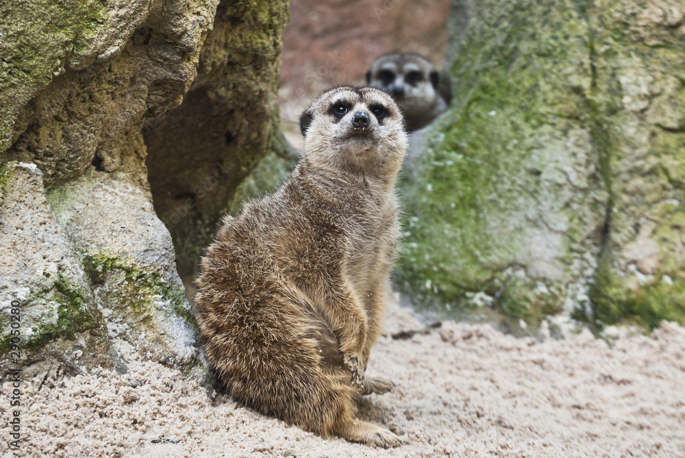 Fototapeta premium Suricata