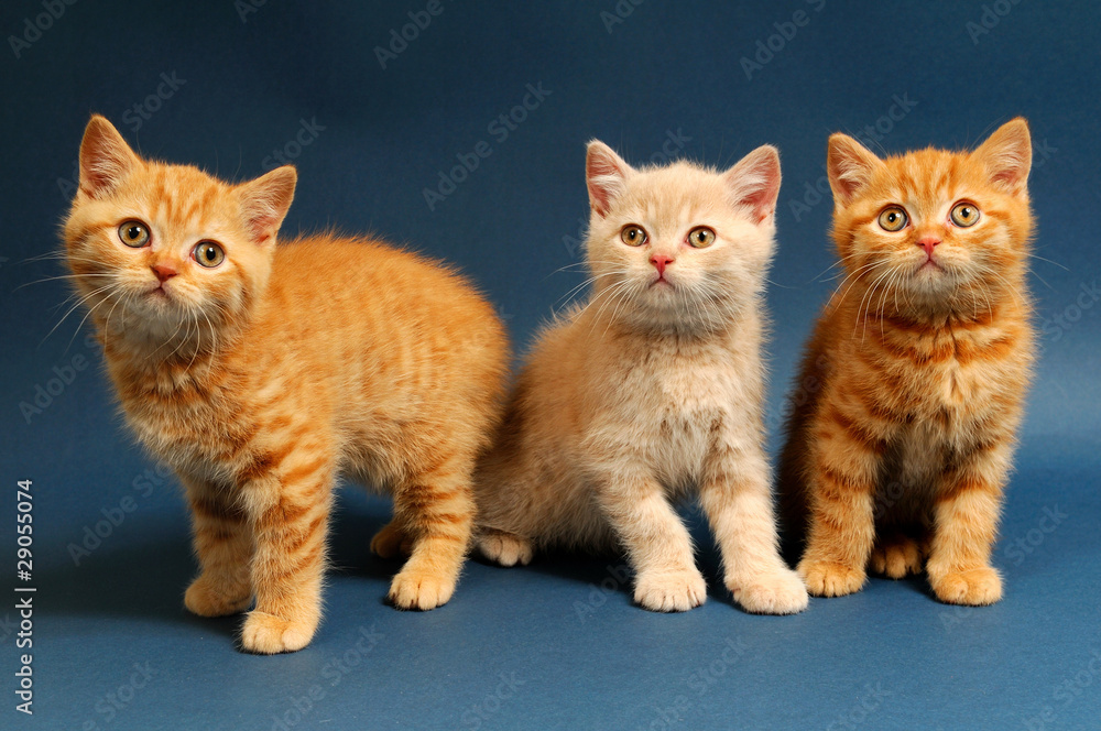 Kittens, sitting on blue background