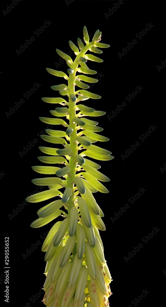 Naklejka premium Aloe vera flowers