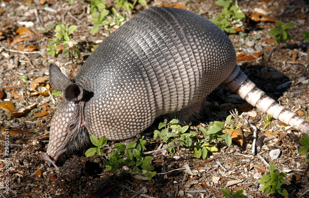 Young Nine Banded Armadillo Digging for Intects Young Nine Banded Armadillo Digging for Intects