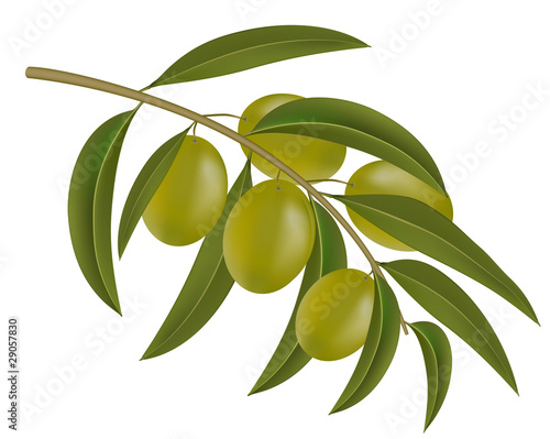 green olives on branch
