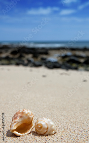 Seashells on the beach © Skowron