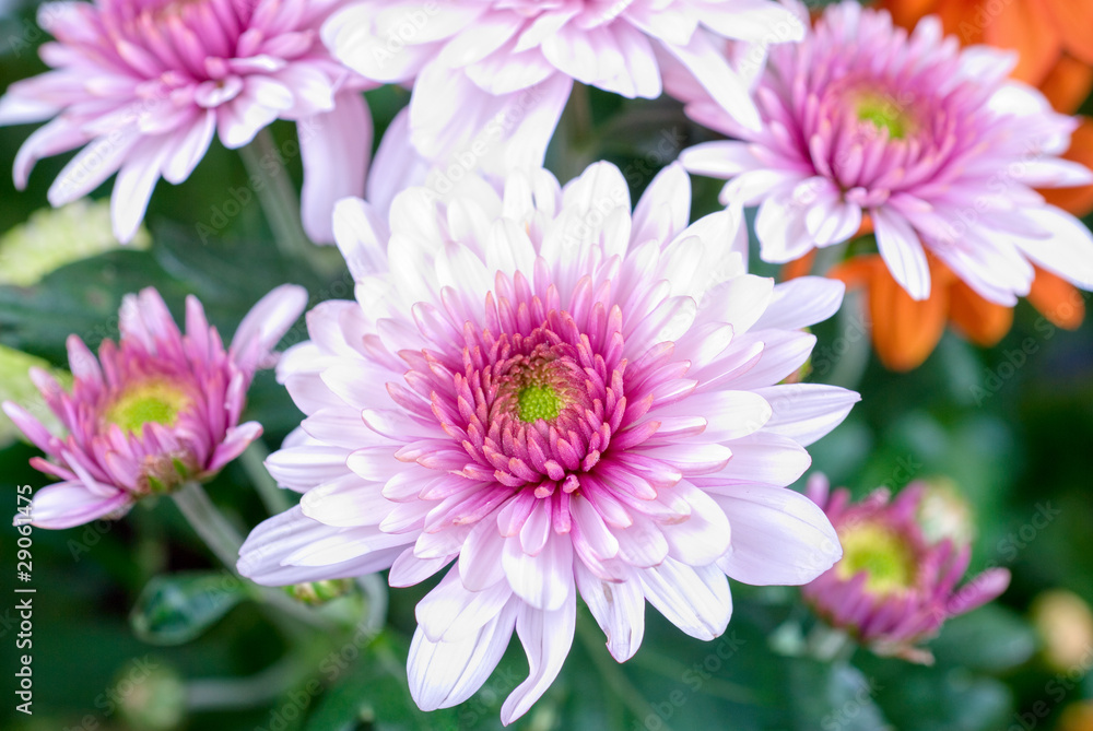 Fototapeta premium chrysanthemum