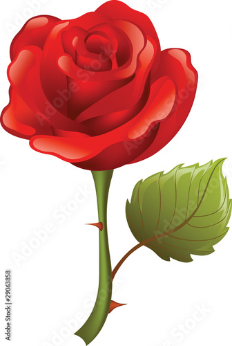 red rose