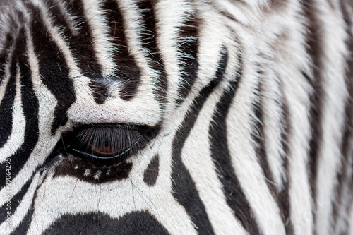 zebra face to face