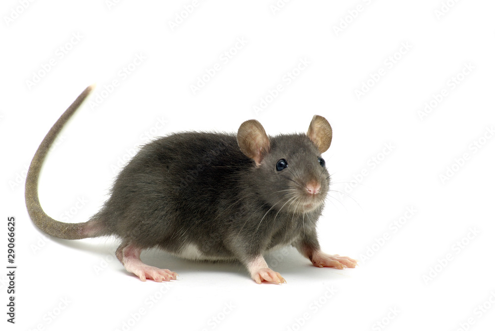 rat rat