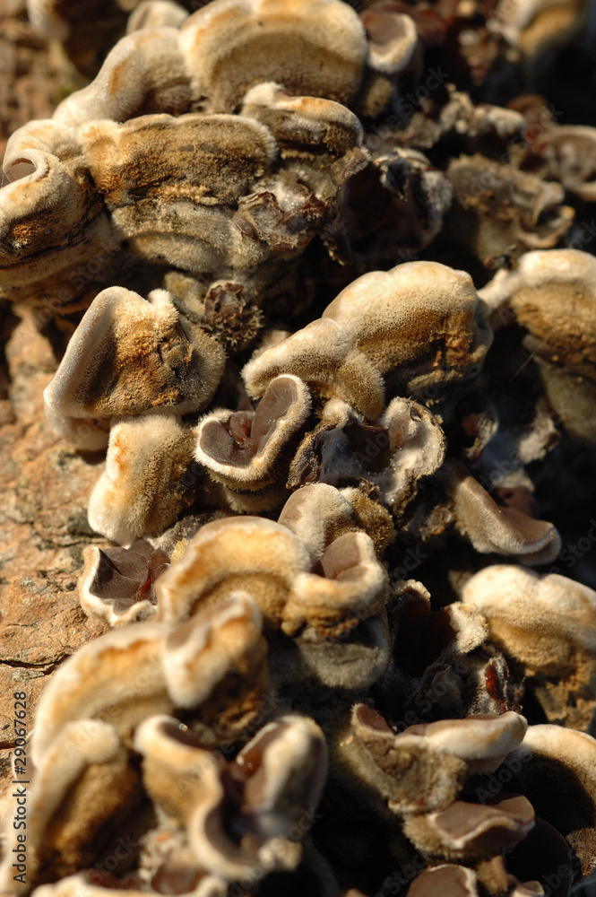 champignon champignon