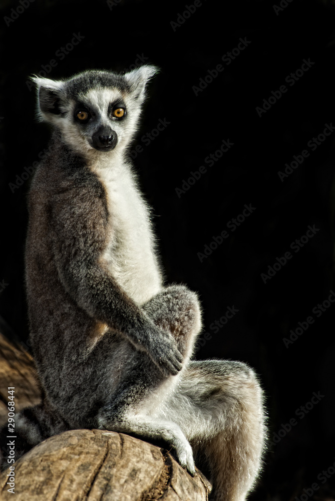 Naklejka premium Katta (Lemur catta)