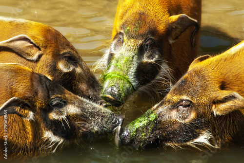 gruppe Pinselohrschweine  (Potamochoerus porcus)