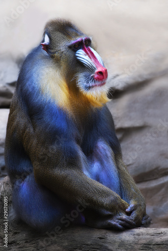 Mandrill (Mandrillus sphinx), Porträt