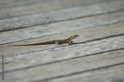 common lizard on deck © Coralie Palmeri