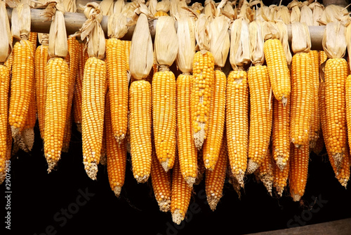 mature corn cob