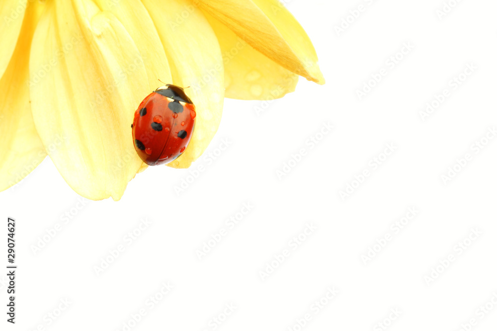 ladybug on yellow flower ladybug on yellow flower