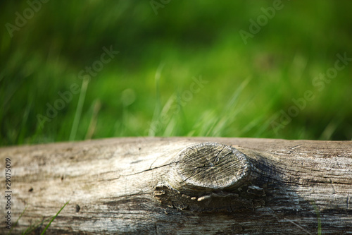 wood in grass