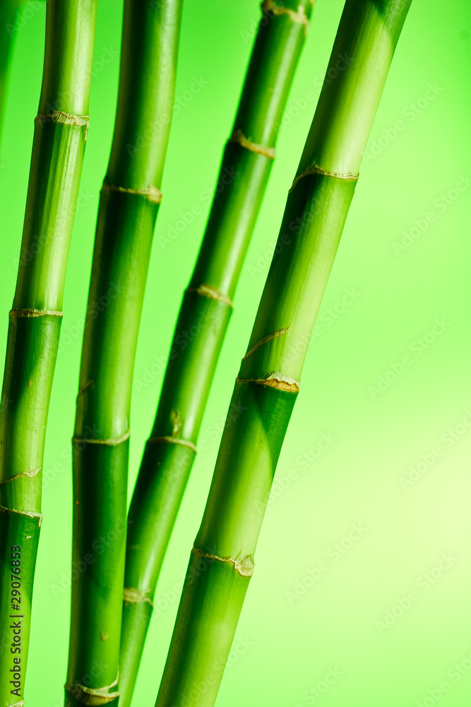 Obraz premium Bamboo