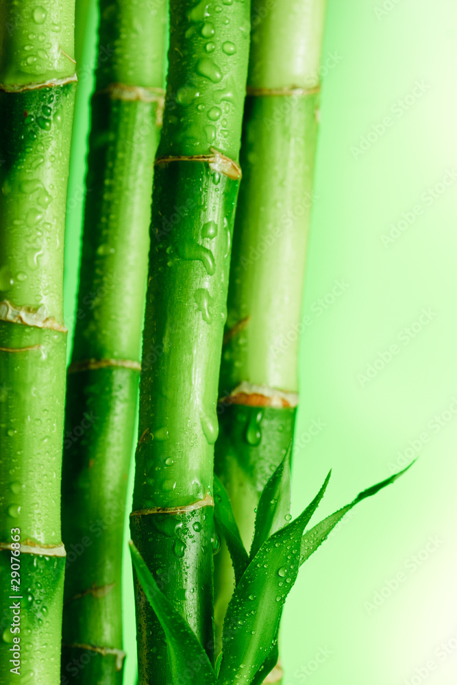 Obraz premium Bamboo